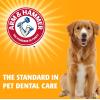 imageArm ampamp Hammer for Pets Advanced Care Dental Water Additive for Cats  Cat Teeth Cleaning Product for All Cats  Odorless and Flavorless Cat Dental Rinse 8 Ounces8 Fl Oz Pack of 2